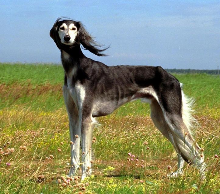 thong-tin-cho-Greyhound